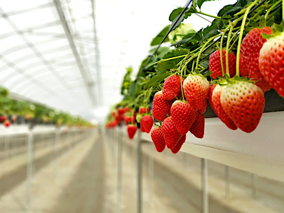 Chiba Strawberry Picking Farm in Chiba City Blog Travel Japan