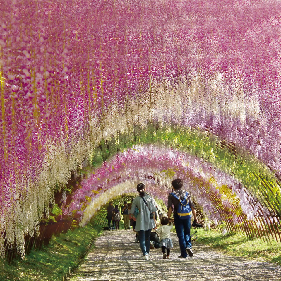 Fukuoka Kawachi Wisteria Garden Travel Japan JNTO