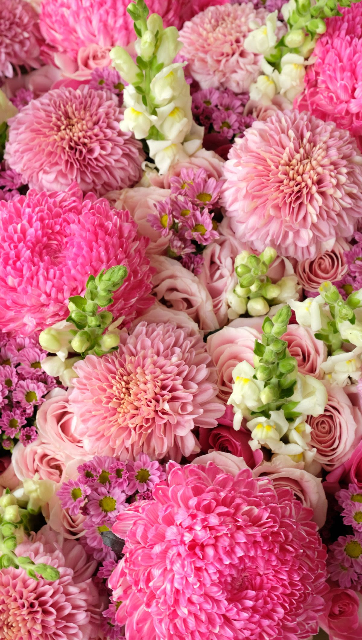 Ivory Blush Mum - Thumbnail 2 - fresh