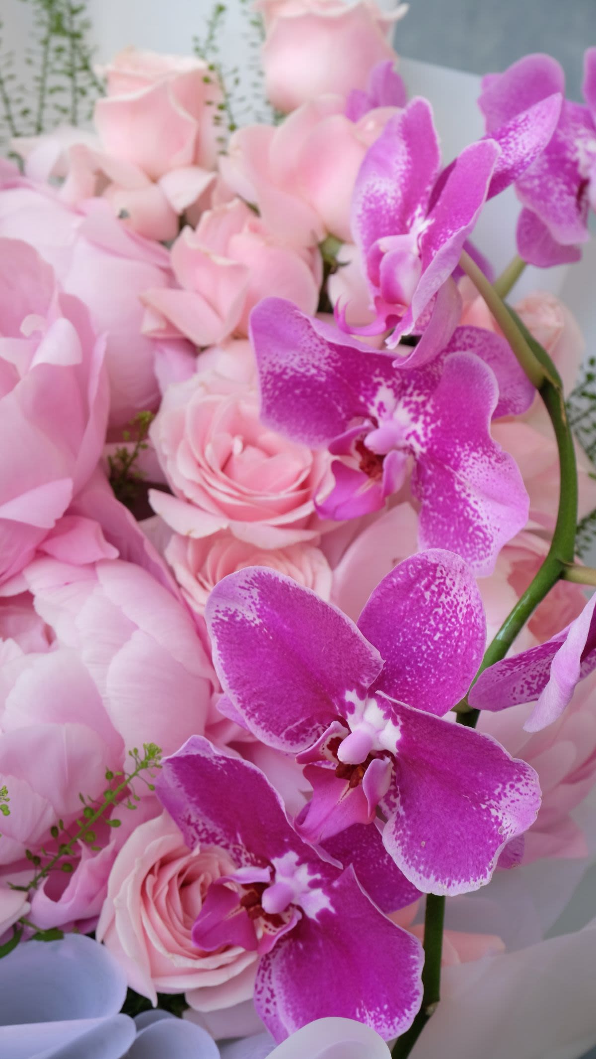 Peony Orchid Royale - Thumbnail 3 - fresh