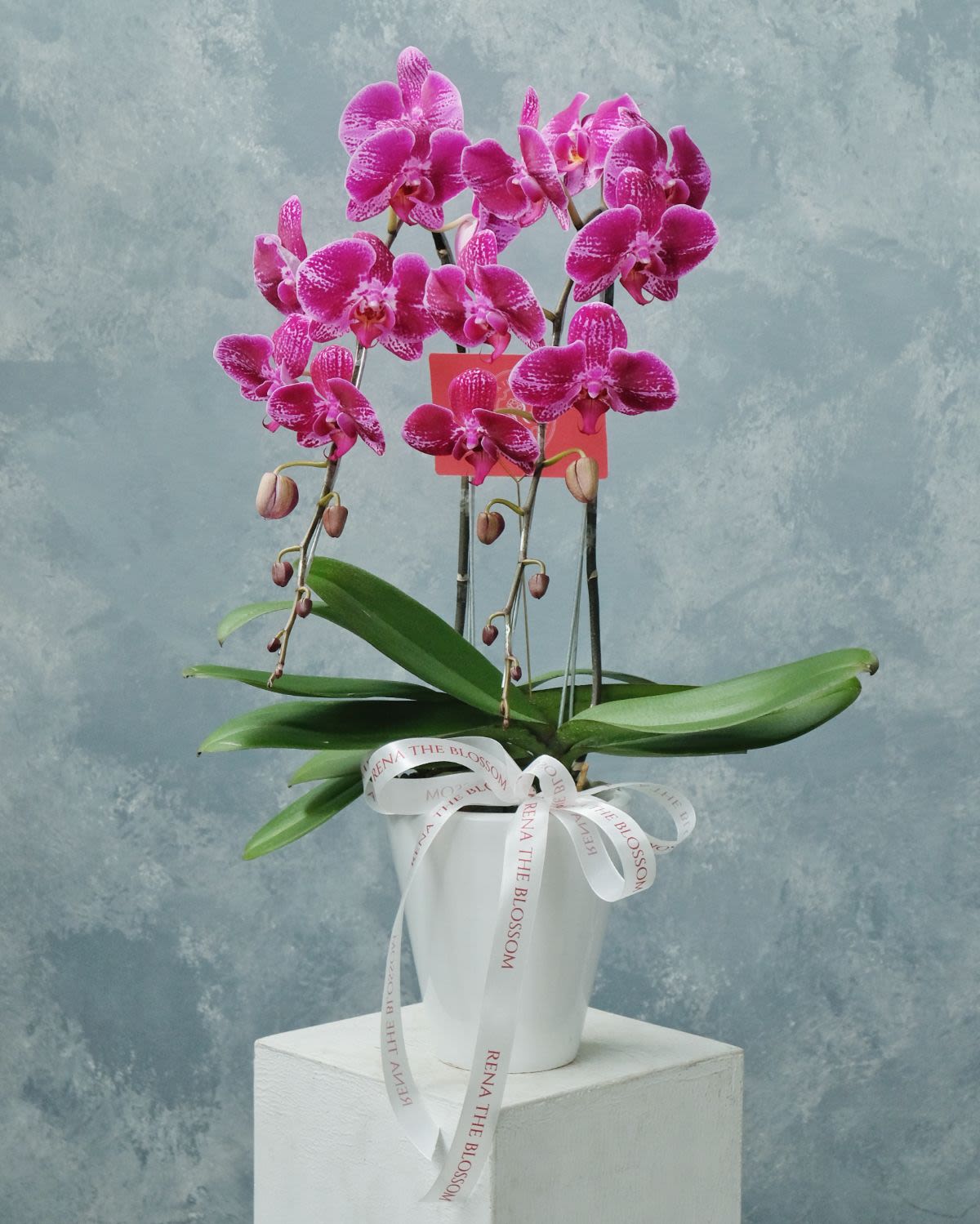 Orchid Serenity