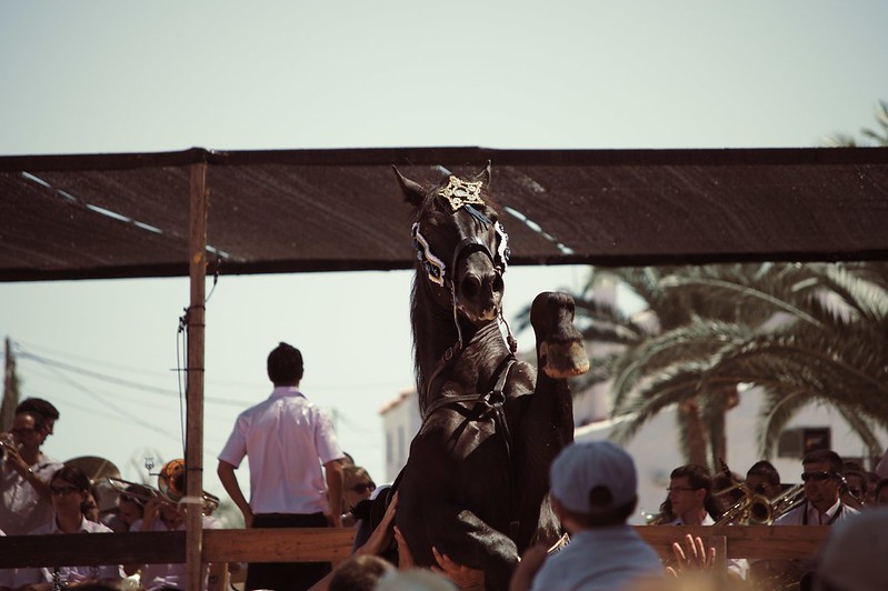 Horse on two legs