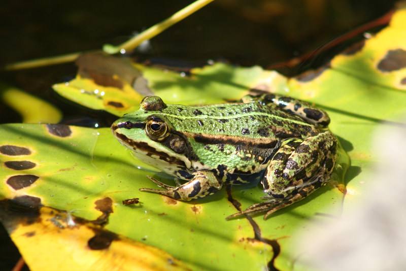 Frog in Ökowerk