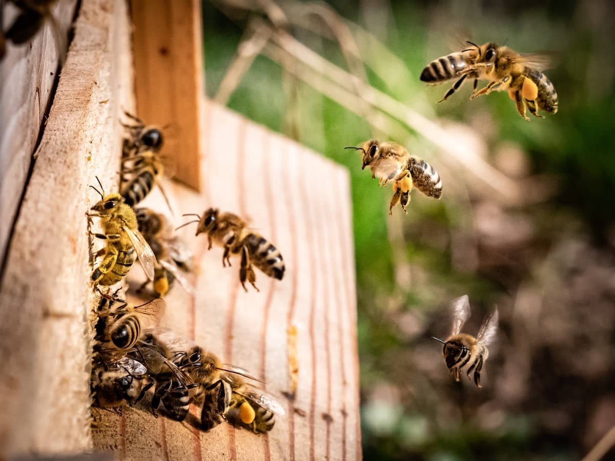 Bees