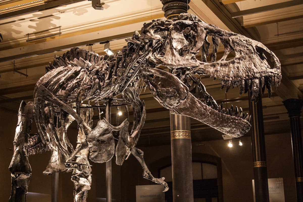 Dinosaur in the Museum of Natural History