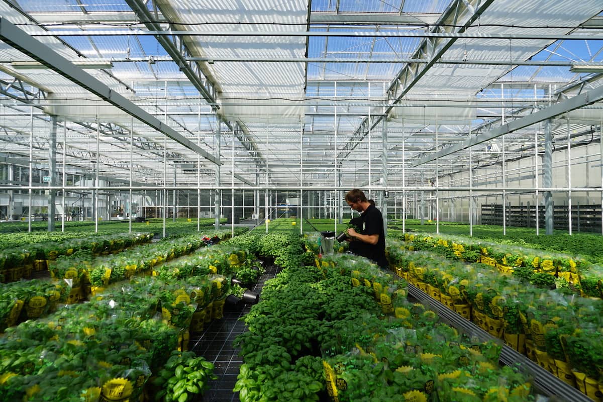 ECF Farm