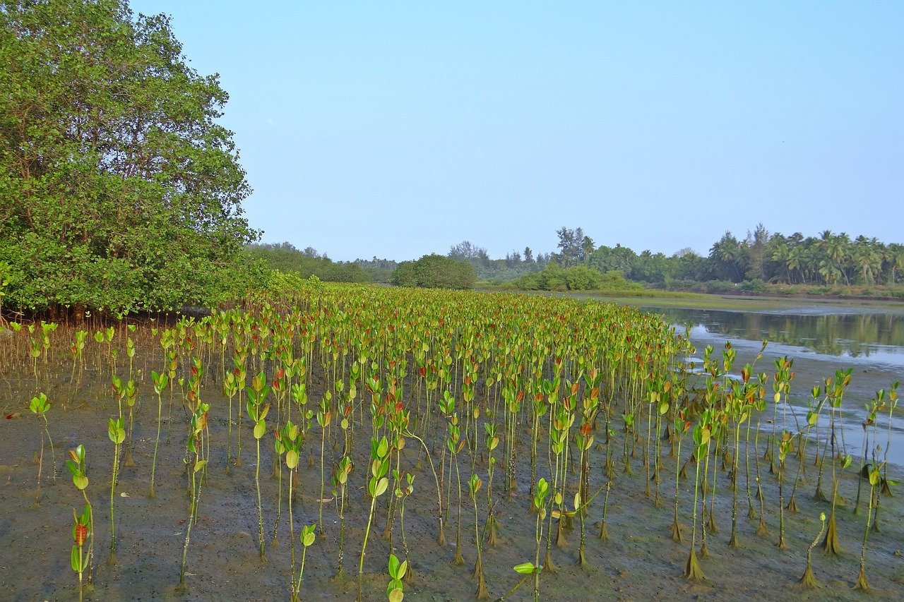 mangrove-seedlings
