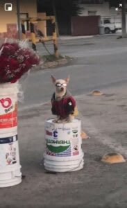 El perrito con lentes