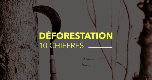 Post - 10 Chiffres sur la Déforestation en France (et son évolution)