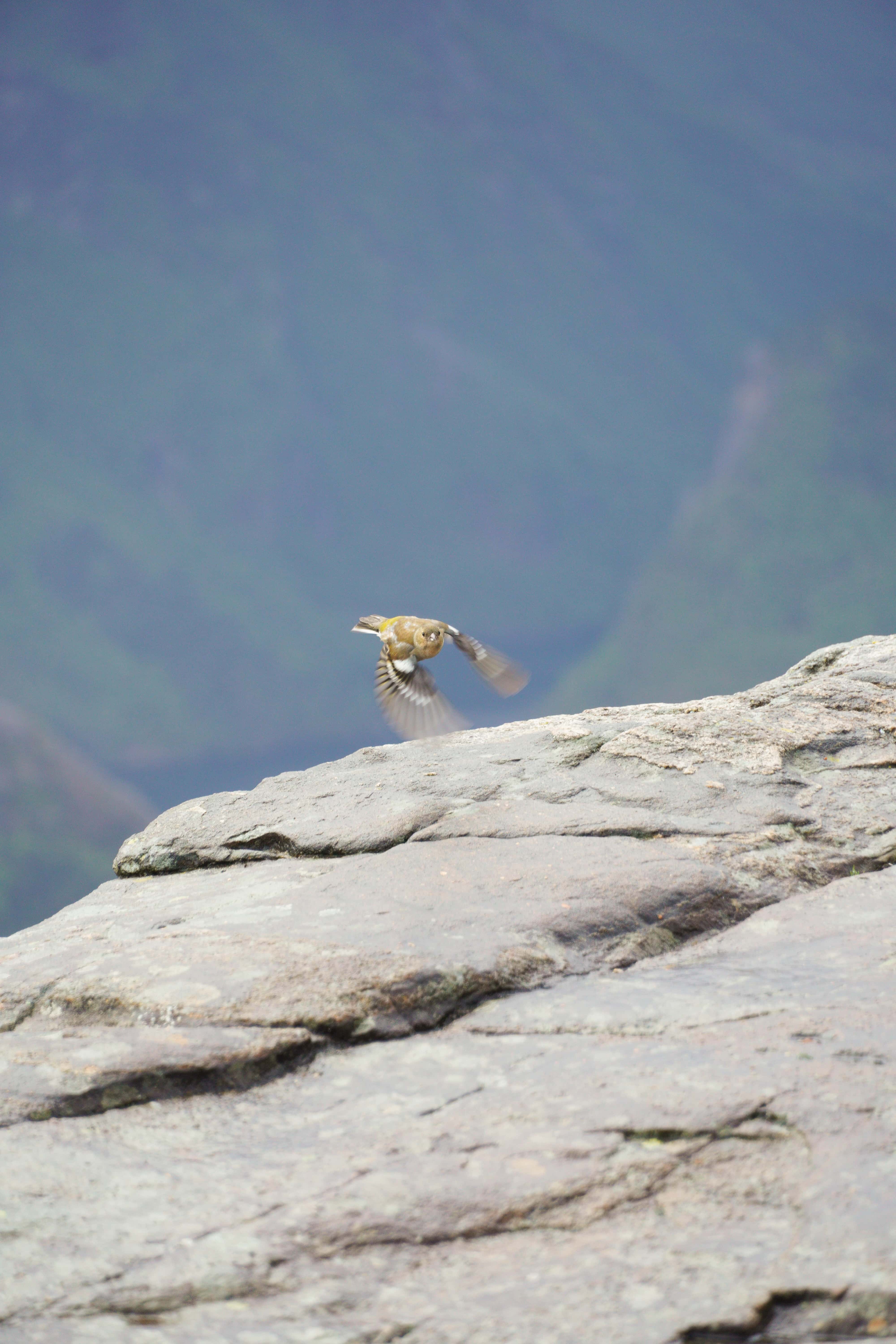 bird