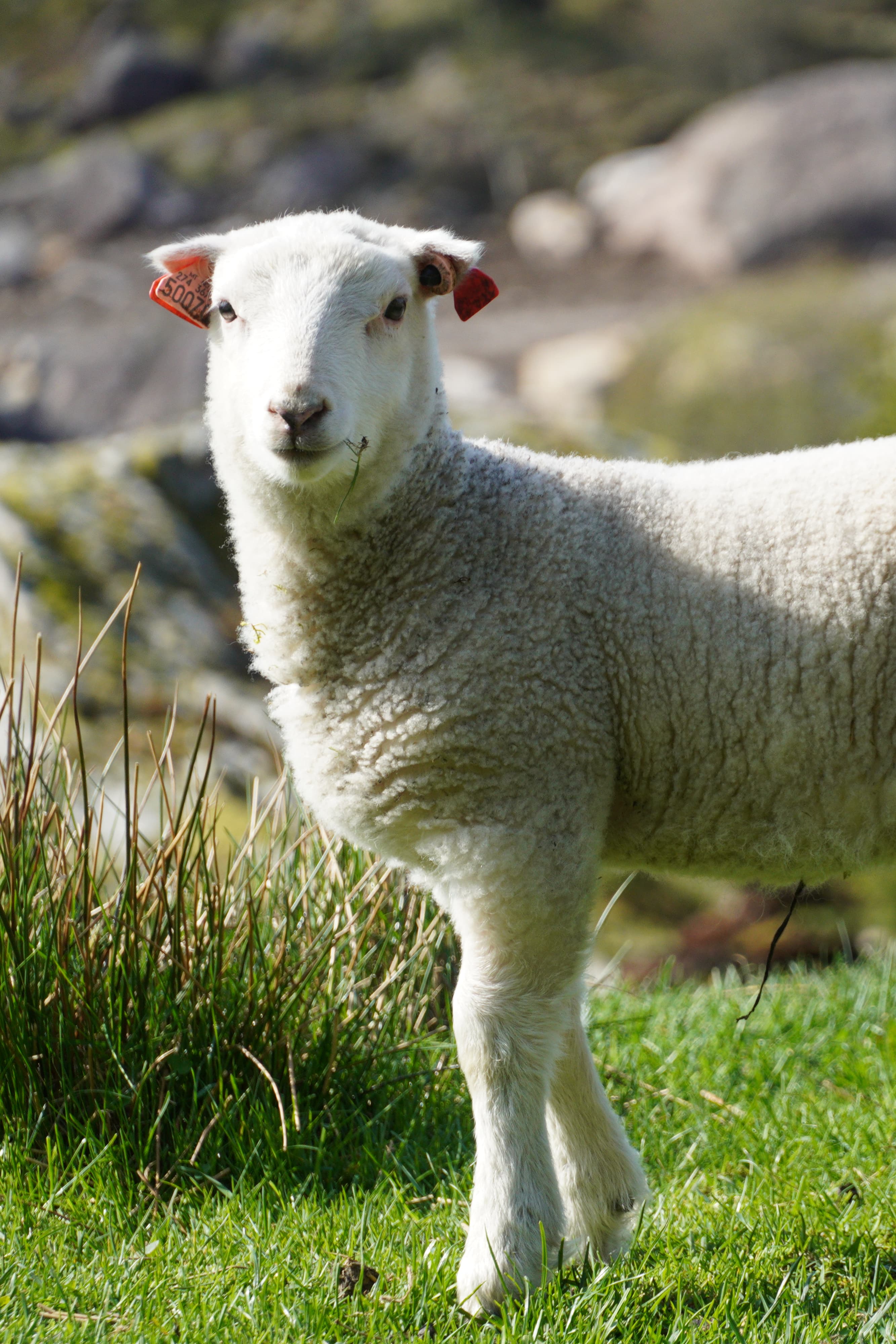sheep