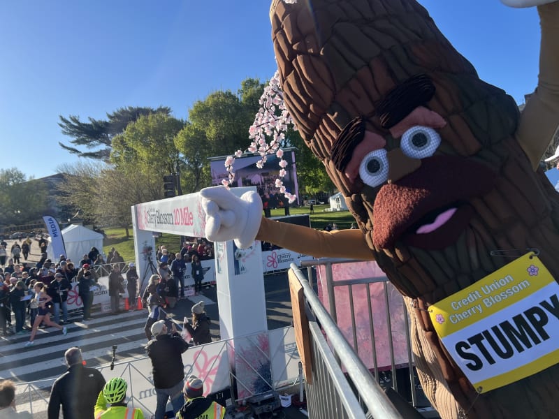 Stumpy at the finish line of the Credit Union Cherry Blossom 10 Mile