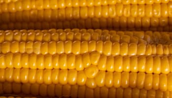 a close up of corn on the cob