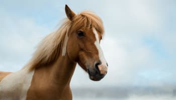 a horse with blonde hair