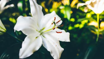 a white flower with green leaves