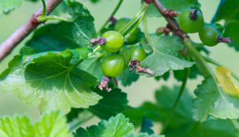 a close up of a plant