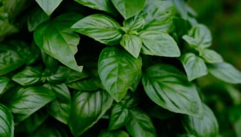 a close up of a plant