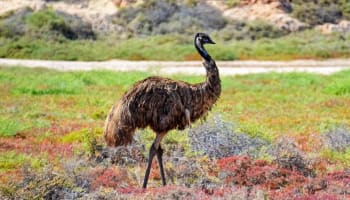 a bird standing in a field