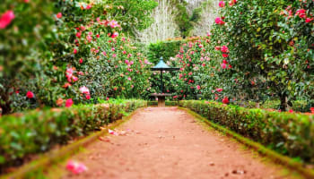 a path with a bench and a flower garden