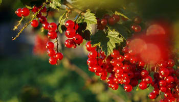 a bunch of red berries on a plant