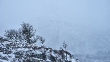 a snowy mountain with trees