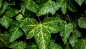 a close up of a green leaf