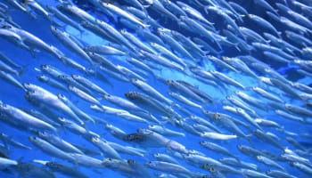 a school of silver fish