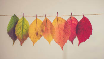 a row of colorful leaves on a string