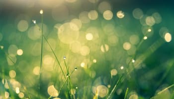a close up of grass with dew drops