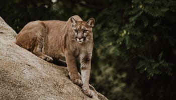 a cougar sitting on a rock