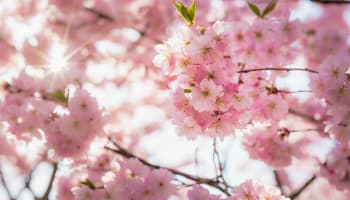 a close up of pink flowers