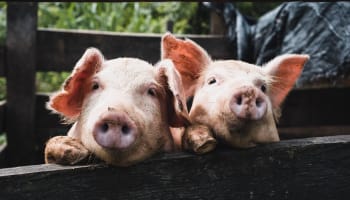 two pigs looking over a fence