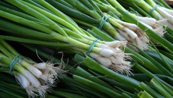 a bunch of green onions