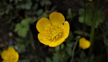 a yellow flower with green leaves