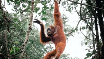 an orangutan dangling from a tree