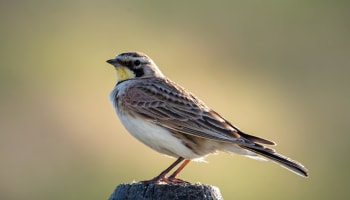 a bird standing on a stump