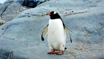 a penguin standing on a rock