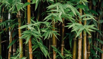 a group of bamboo trees