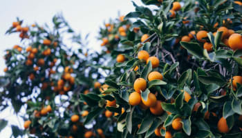 a tree with orange fruits