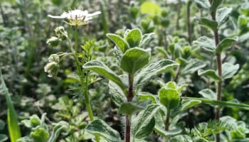 a close up of a plant