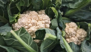 cauliflowers growing in a plant