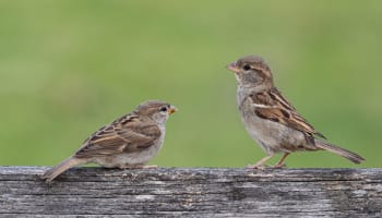 two birds on a wood surface