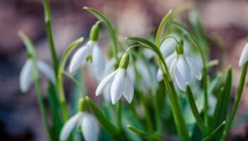 a group of white flowers