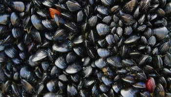 a pile of black shells