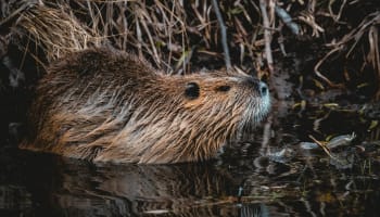 a beaver in the water