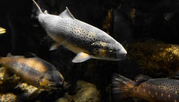 a group of fish swimming in water