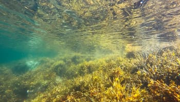 a seaweed under water