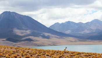 a llama standing on a rocky shore with mountains in the background