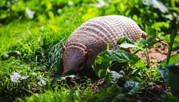 an armadillo in the grass