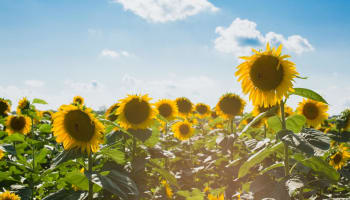 a field of sunflowers with blue sky and clouds